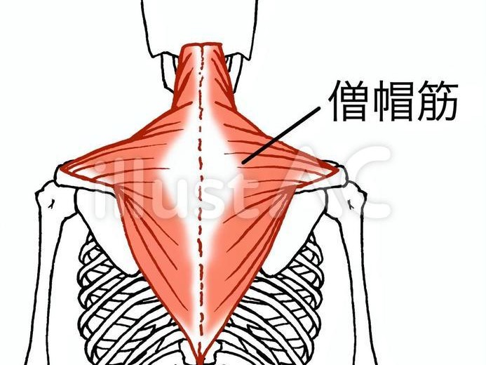 肩こりってどの筋肉が凝ってるの？？